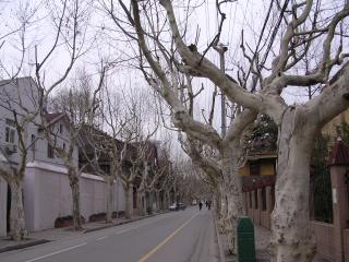 整排枯掉的梧桐樹。